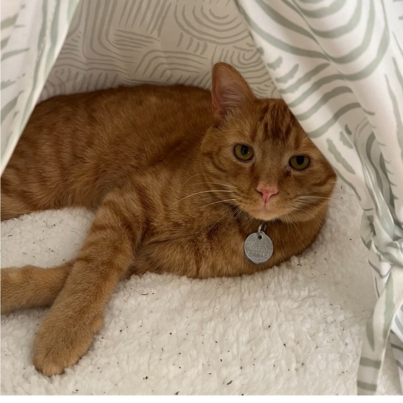 Meet your Posher, Lori (Bubbles) - Picture 11 of 16